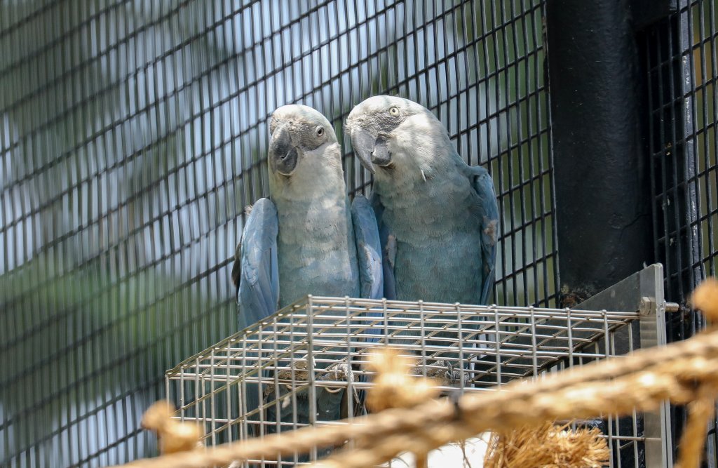 Spix's Macaws