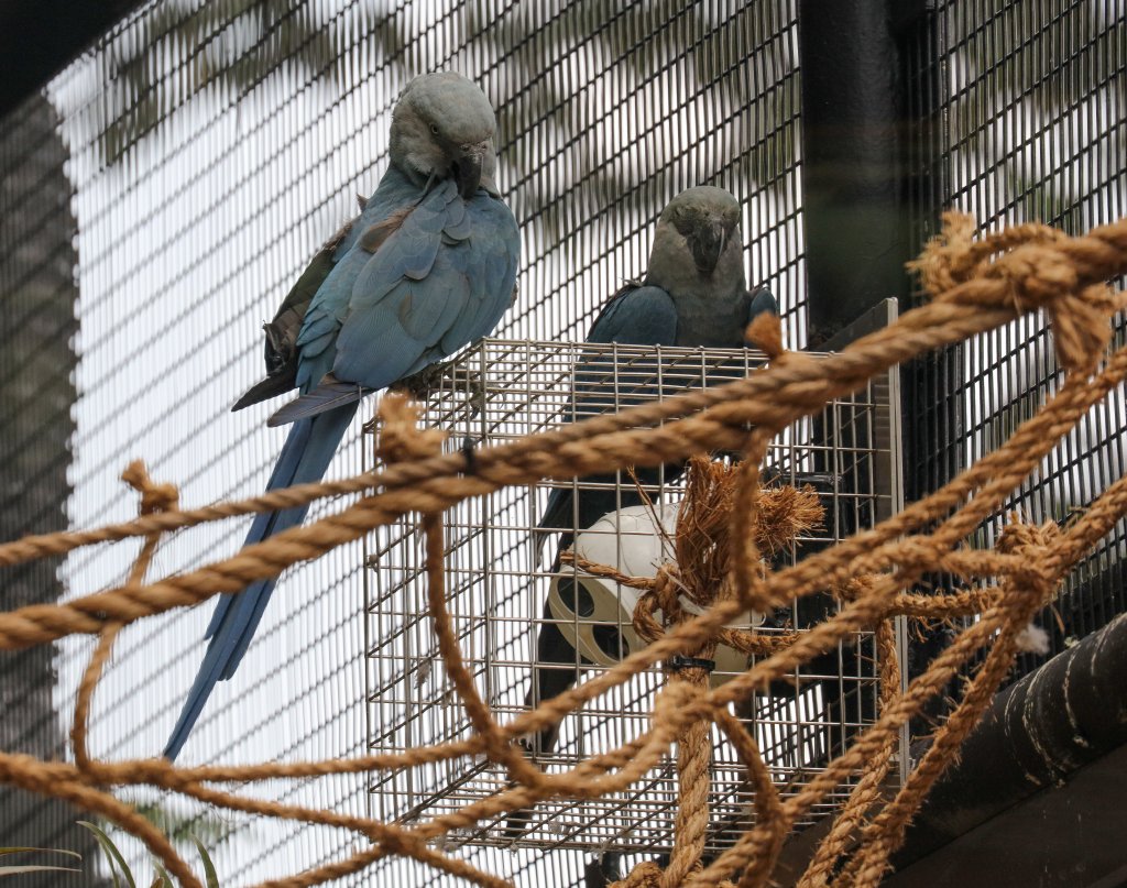 Spix's Macaws