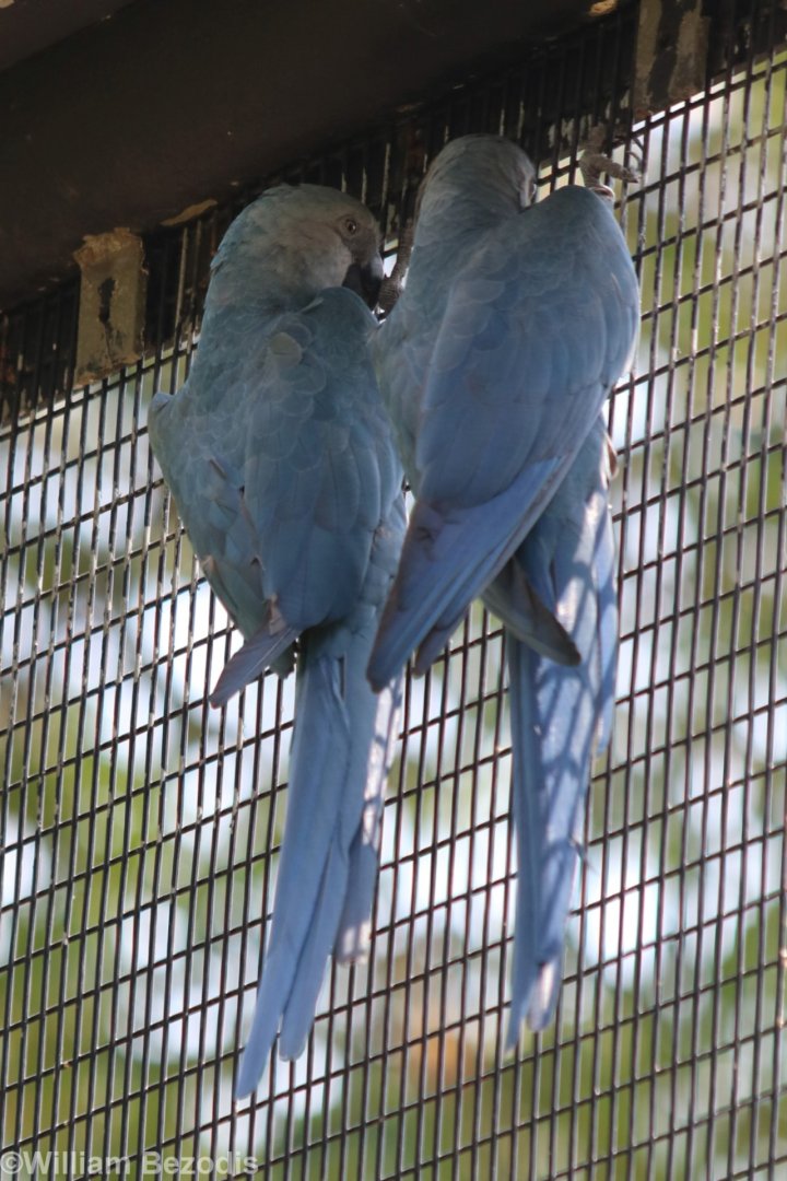 Spix's Macaws