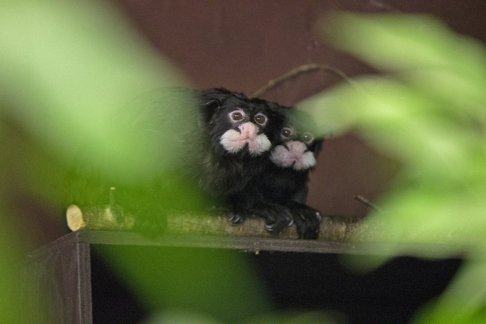Spix's moustached tamarin