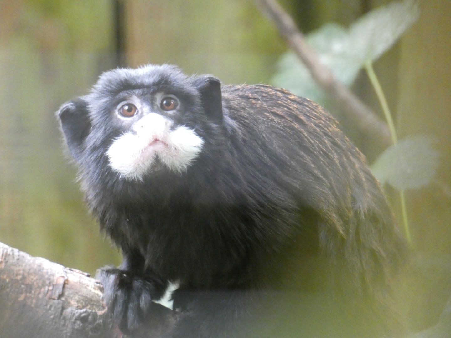 Spix's Moustached Tamarin