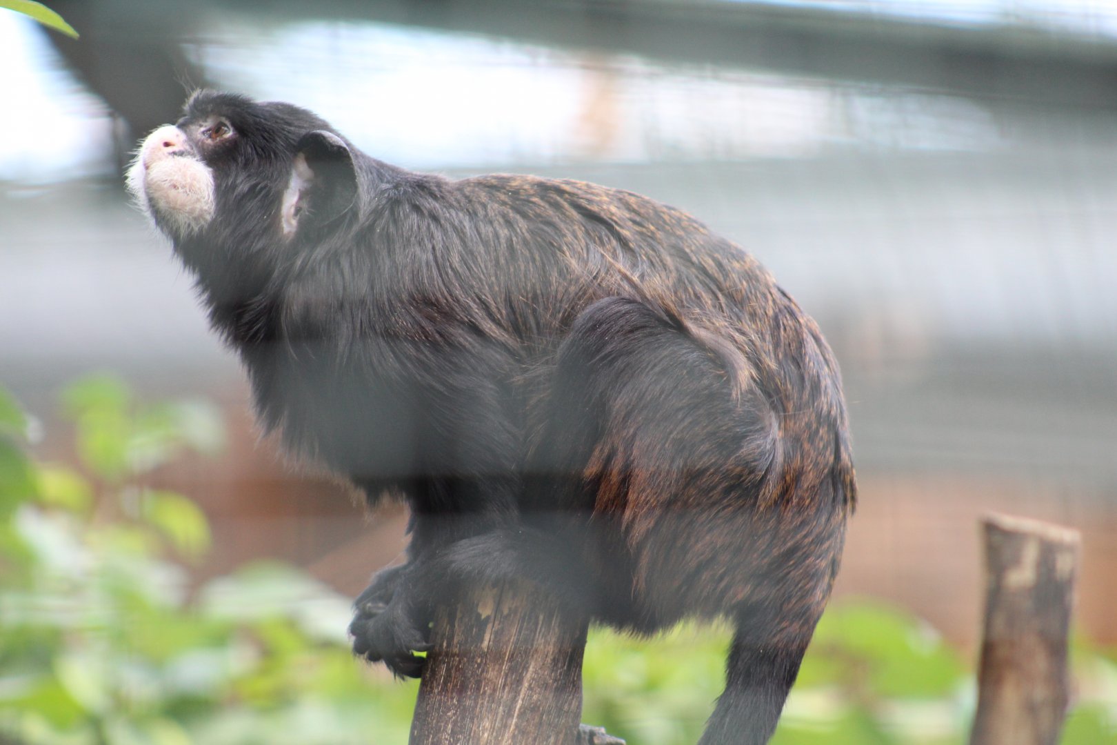 Spix's Moustached Tamarin