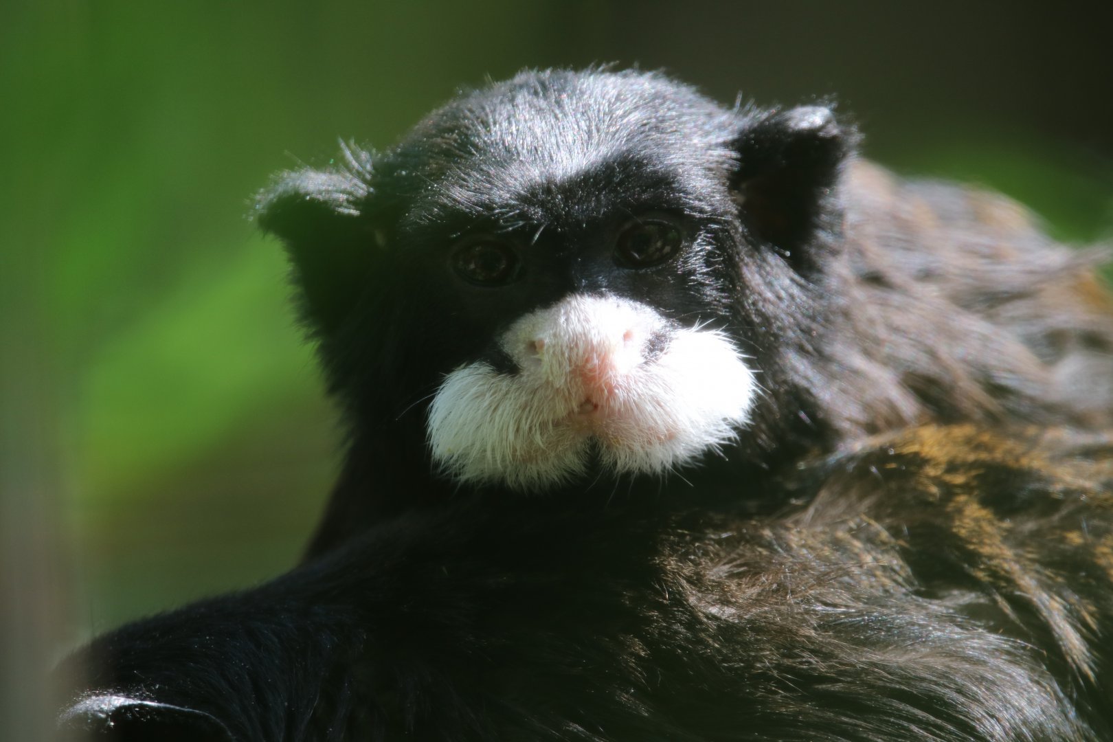 Spix's Moustached Tamarin