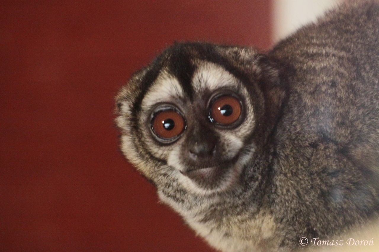 Spix's Night Monkey (Aotus vociferans)