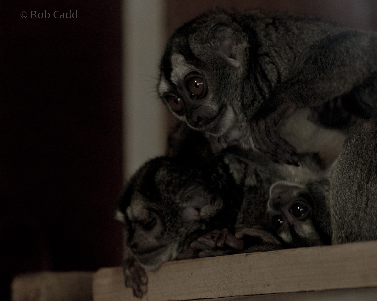 Spix's night monkey : Wingham : 06 May 2017