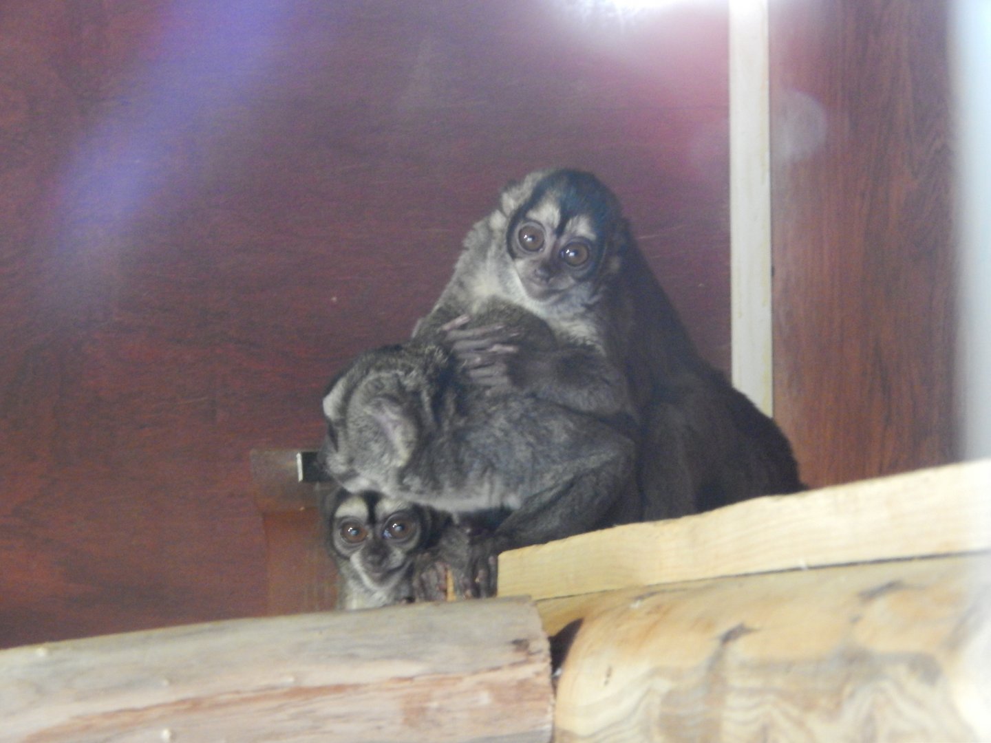 Spix's Night Monkeys