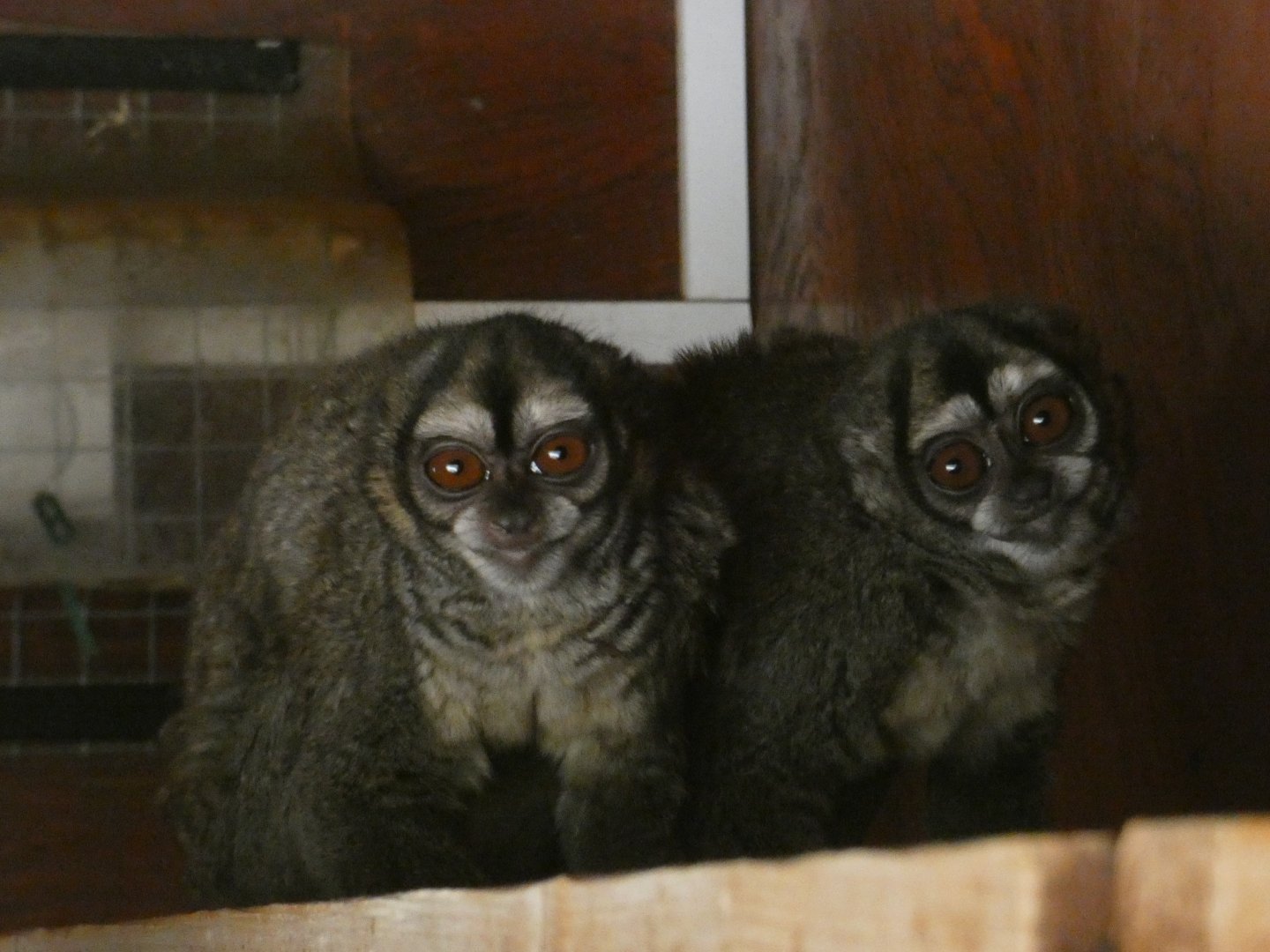 Spix's Night Monkeys