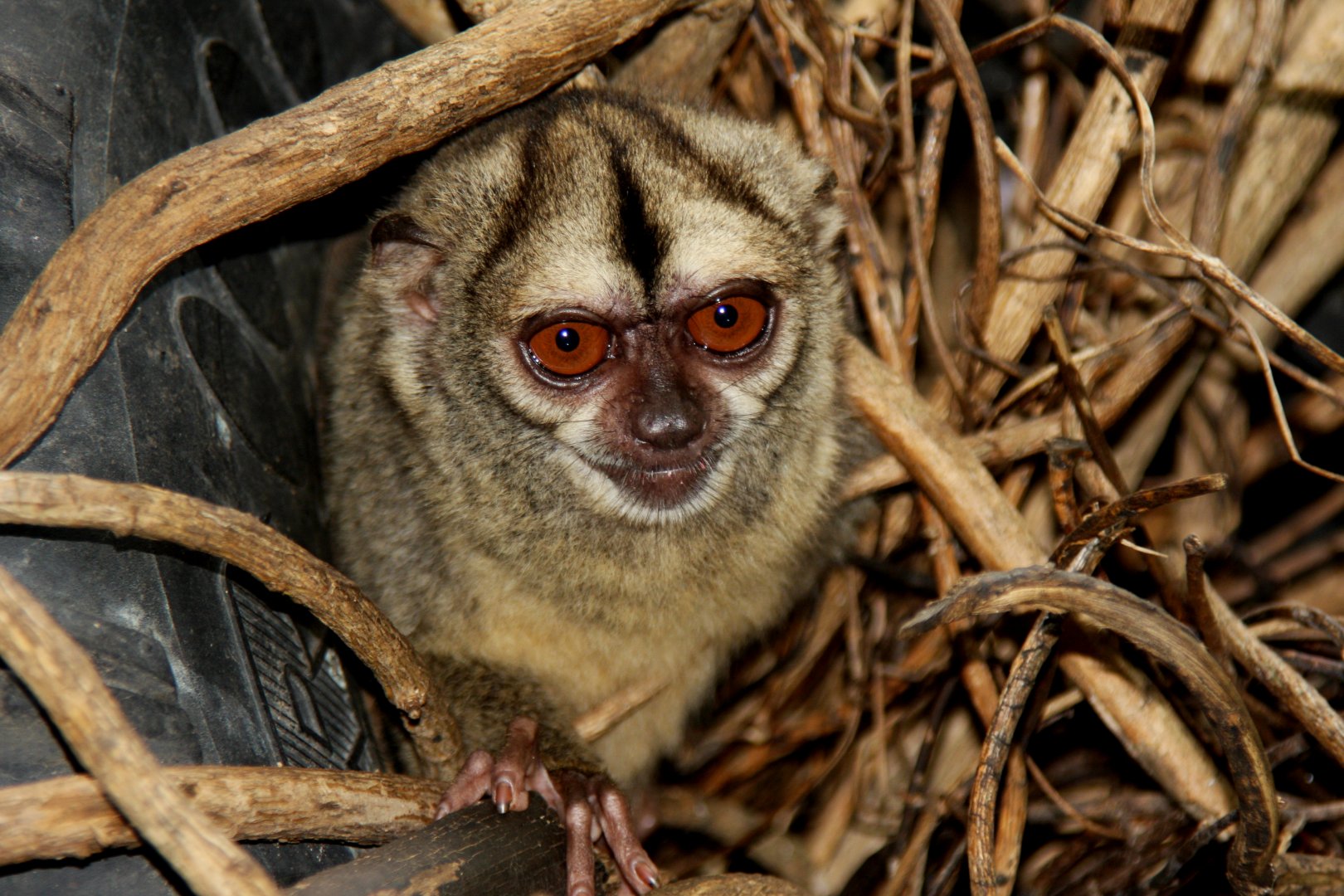 Spix's or noisy night monkey (Aotus vociferans)