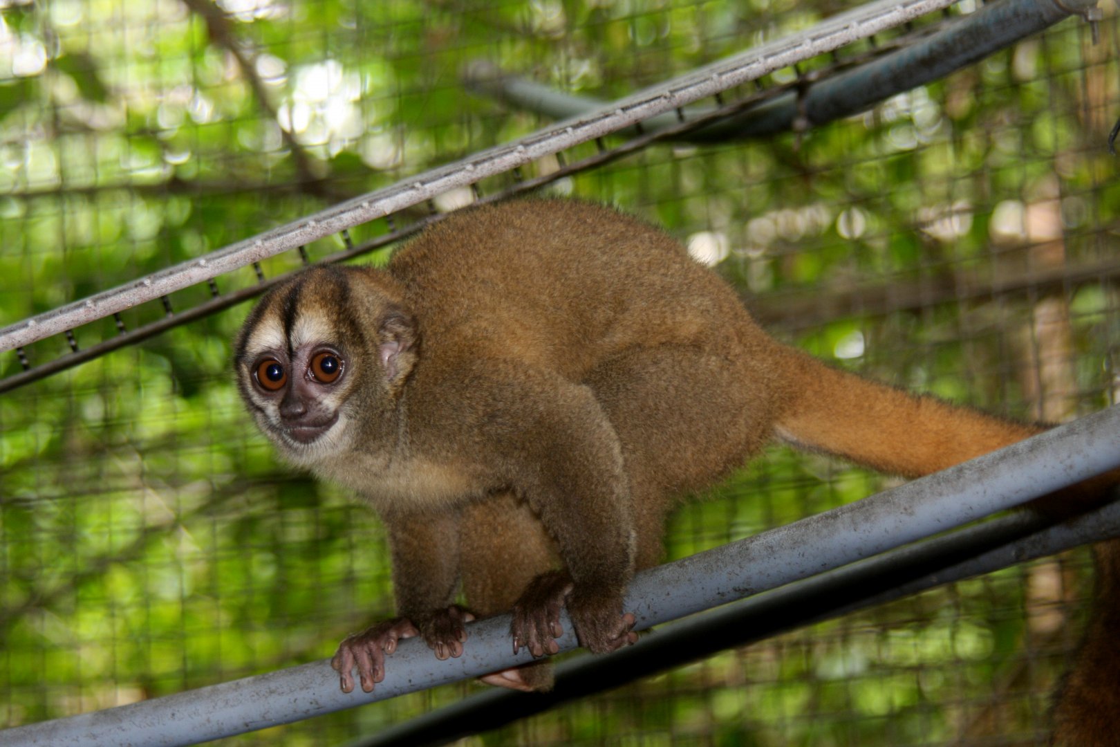 Spix's or noisy night monkey (Aotus vociferans)