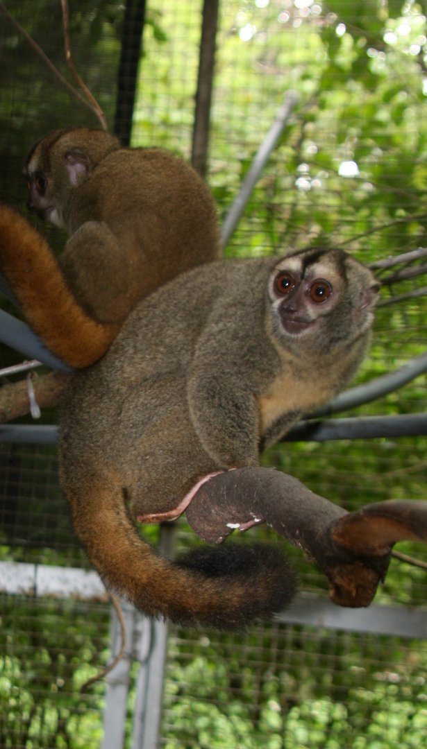 Spix's or noisy night monkey (Aotus vociferans)