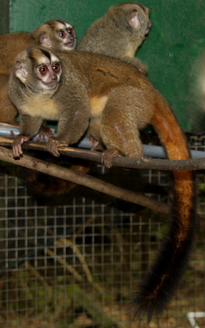 Spix's or noisy night monkey (Aotus vociferans)