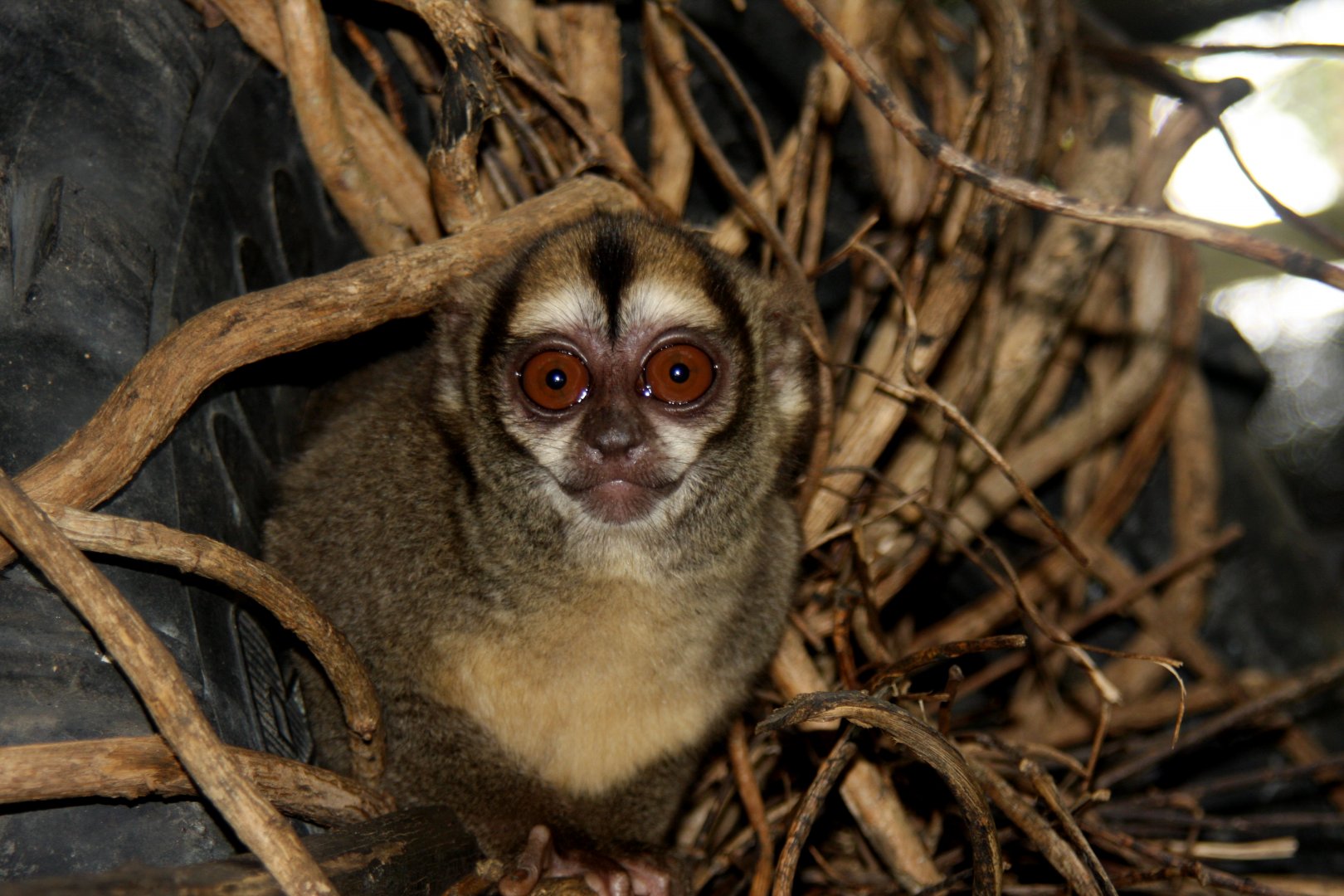 Spix's or noisy night monkey (Aotus vociferans)