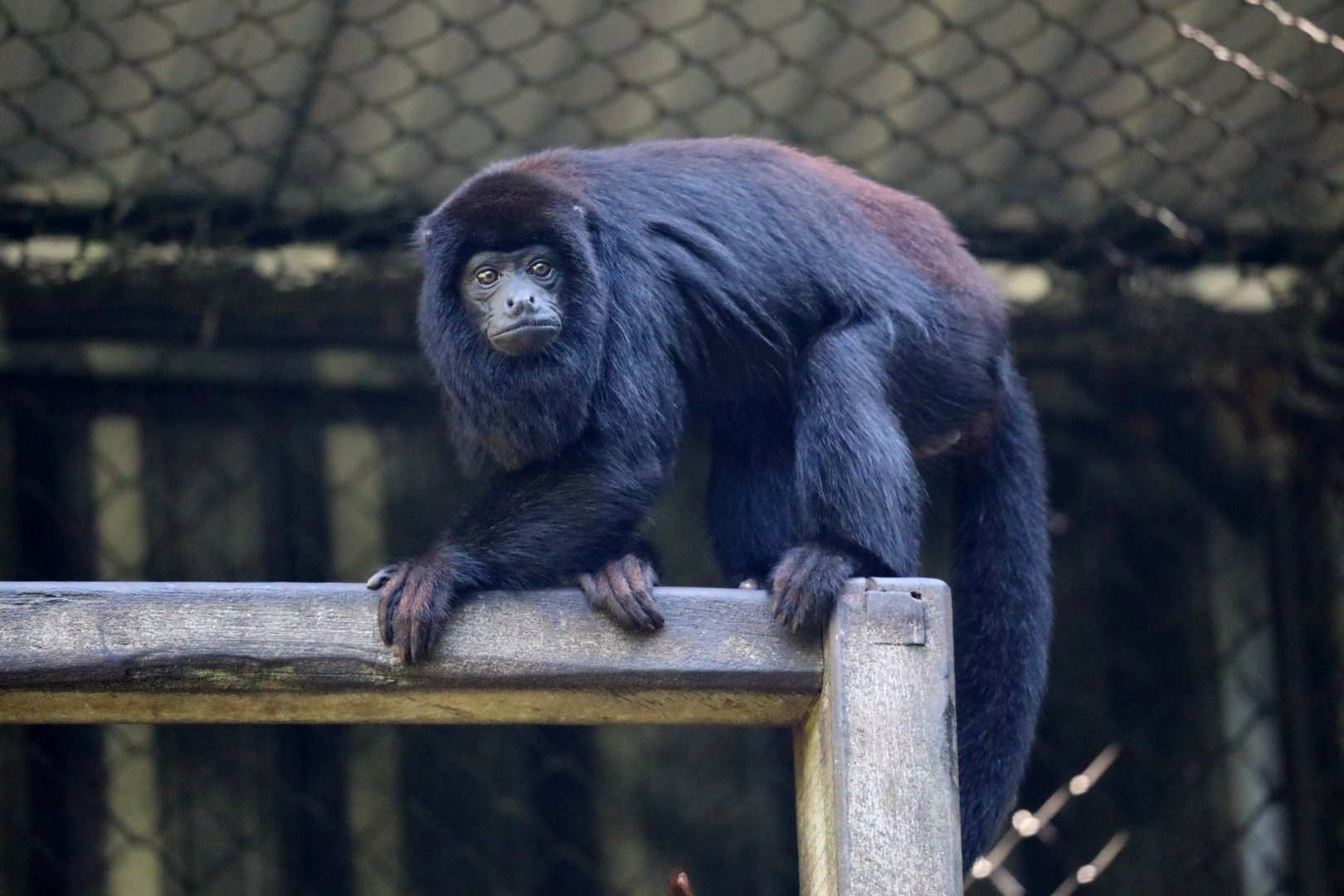 Spix's red-handed howler (Alouatta discolor)