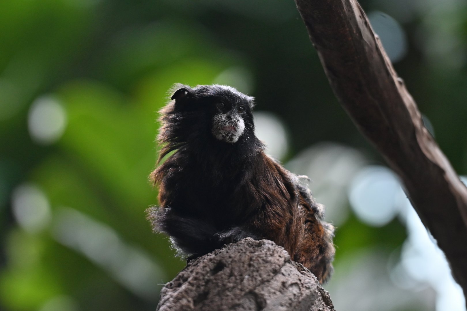 Spix's Saddle-back Tamarin - Leontocebus fuscicollis