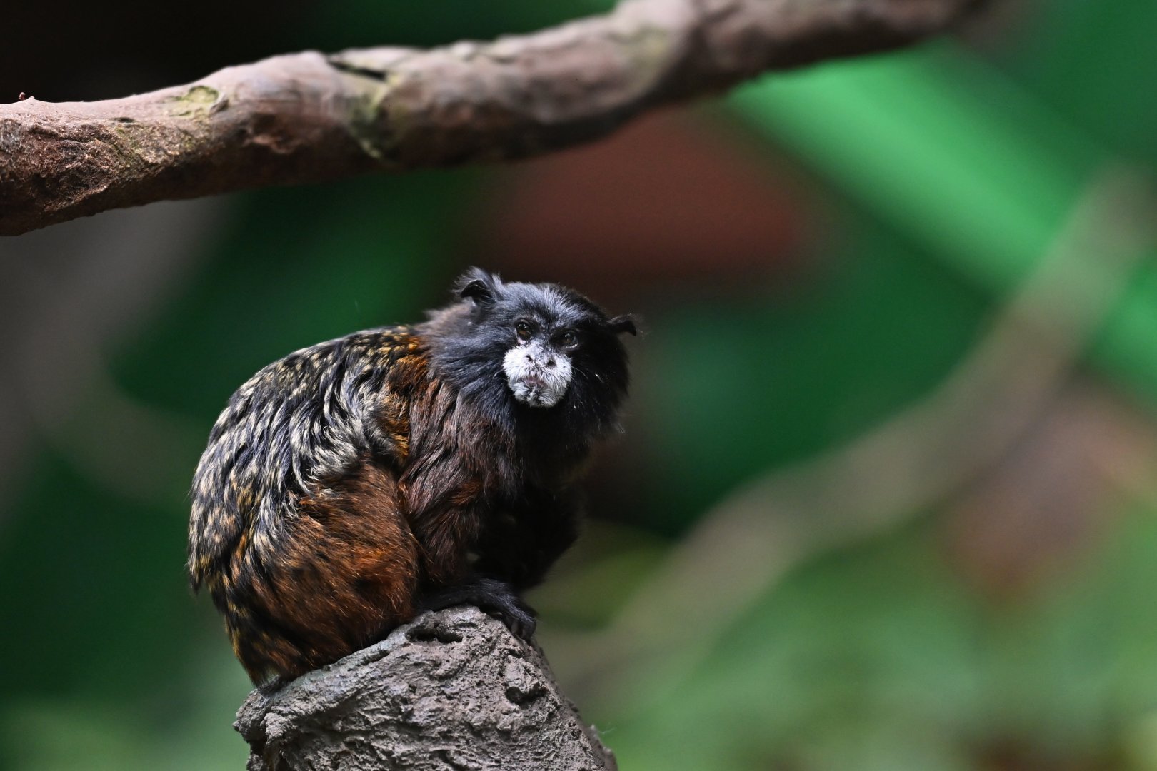 Spix's Saddle-back Tamarin - Leontocebus fuscicollis
