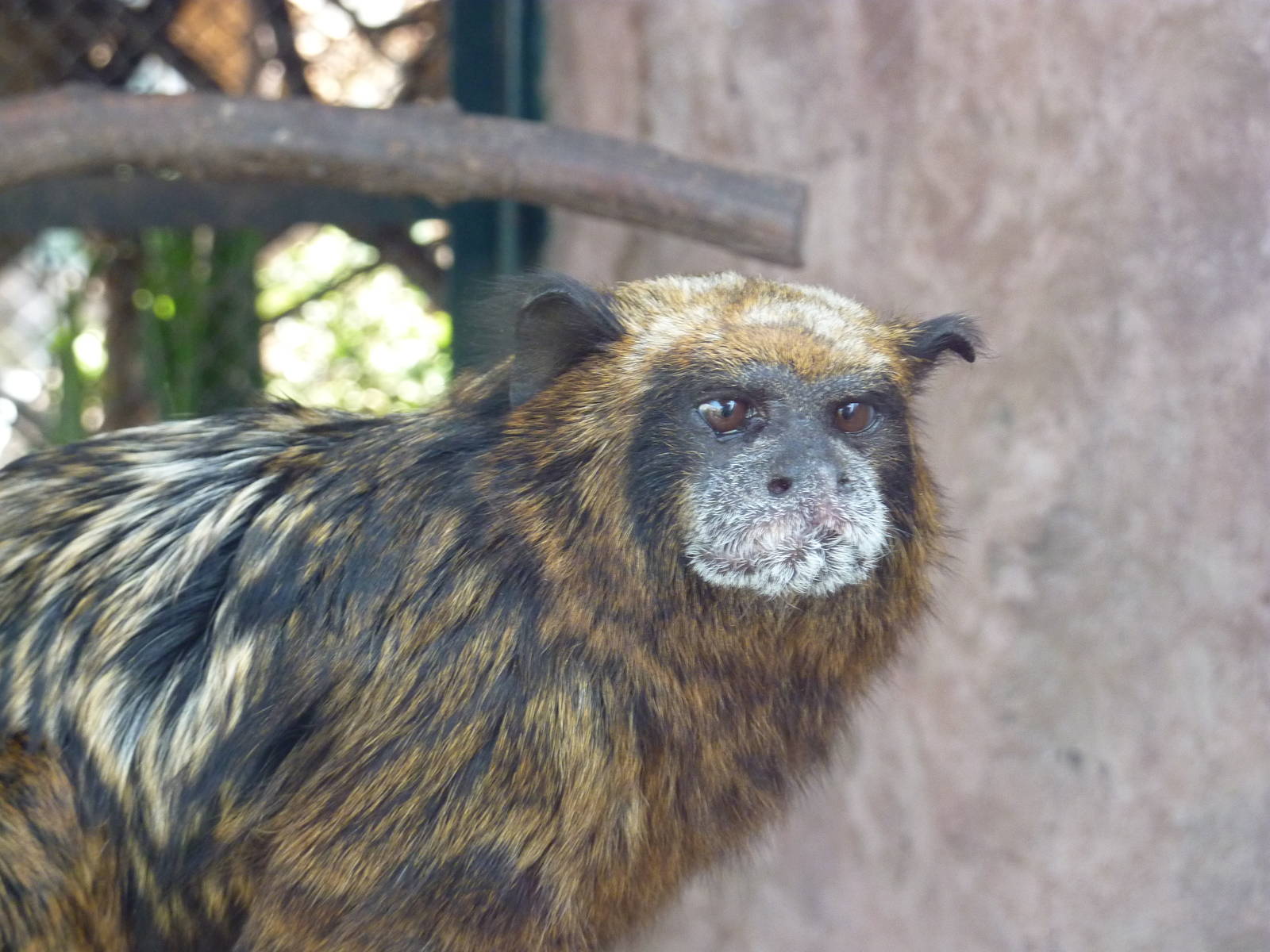Spix's Saddle-back Tamarin