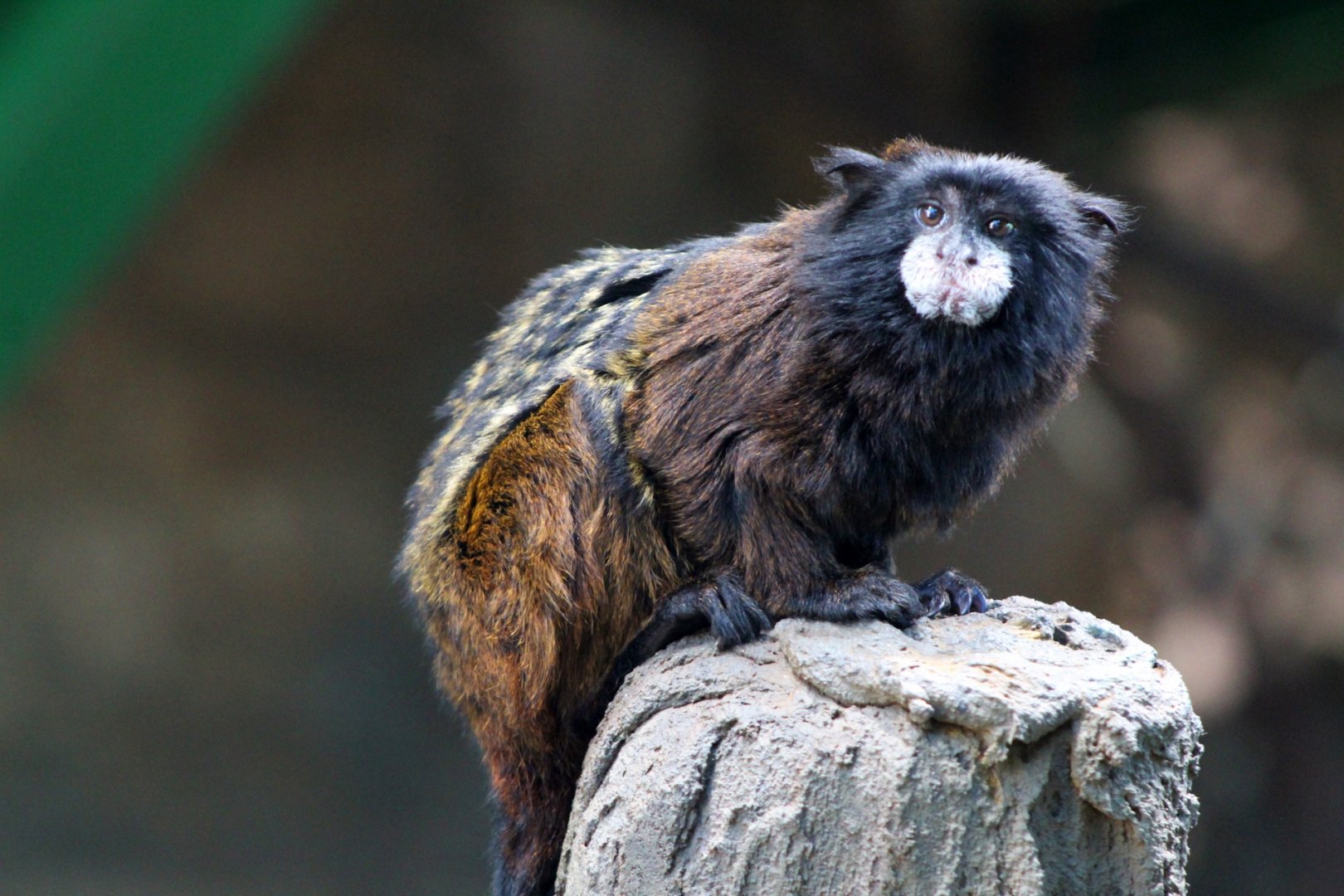 Spix's Saddle-back Tamarin