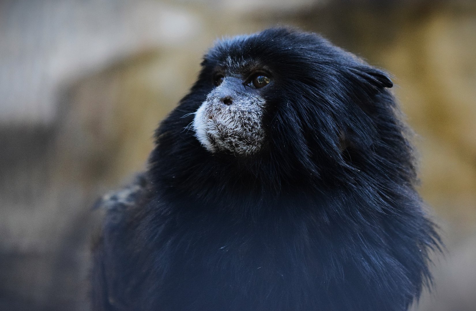 Spix's Saddleback Tamarin (Saguinus fuscicollis)