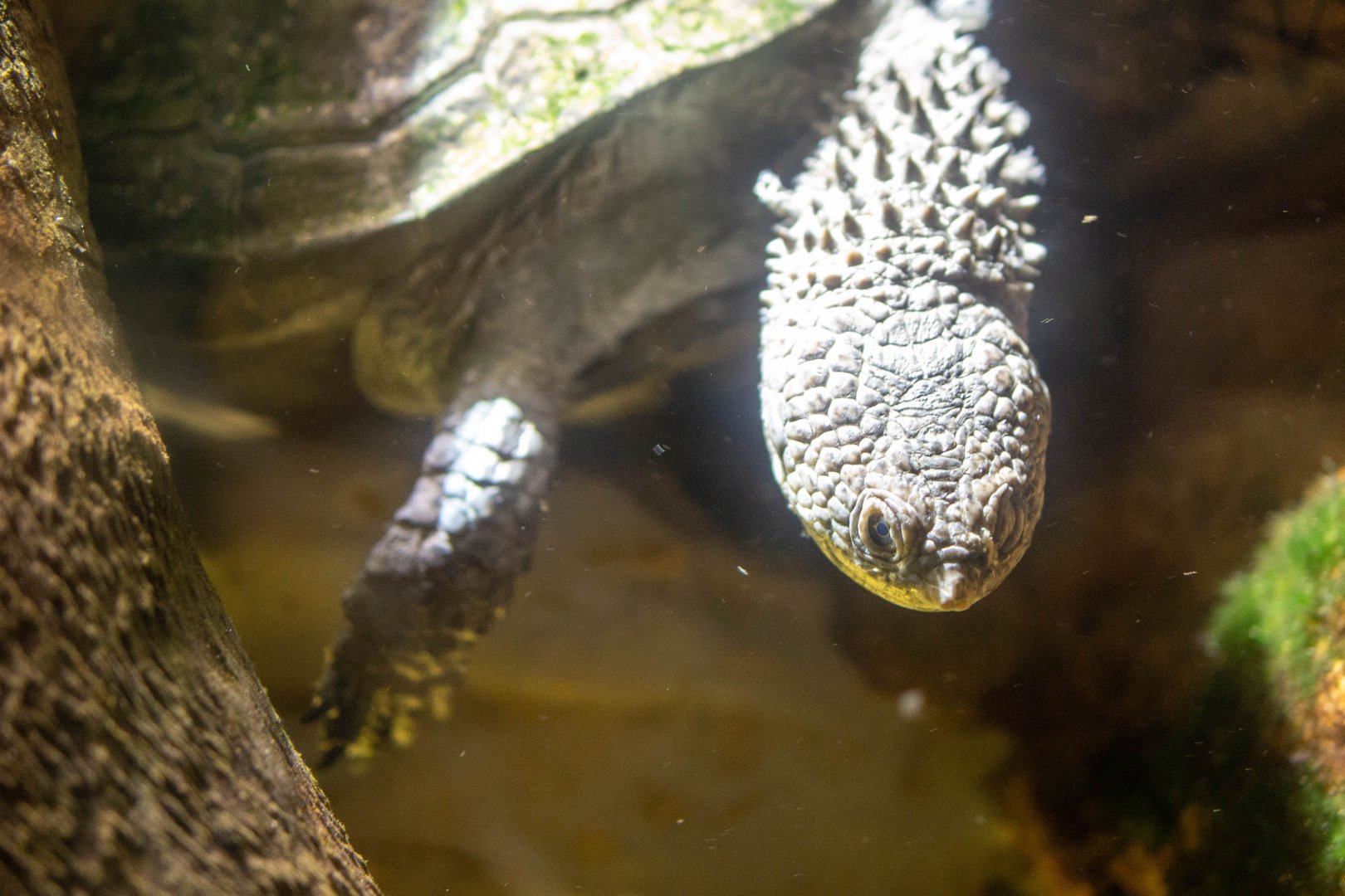 Spix's Spiny-necked Turtle- (Acanthochelys spixii)