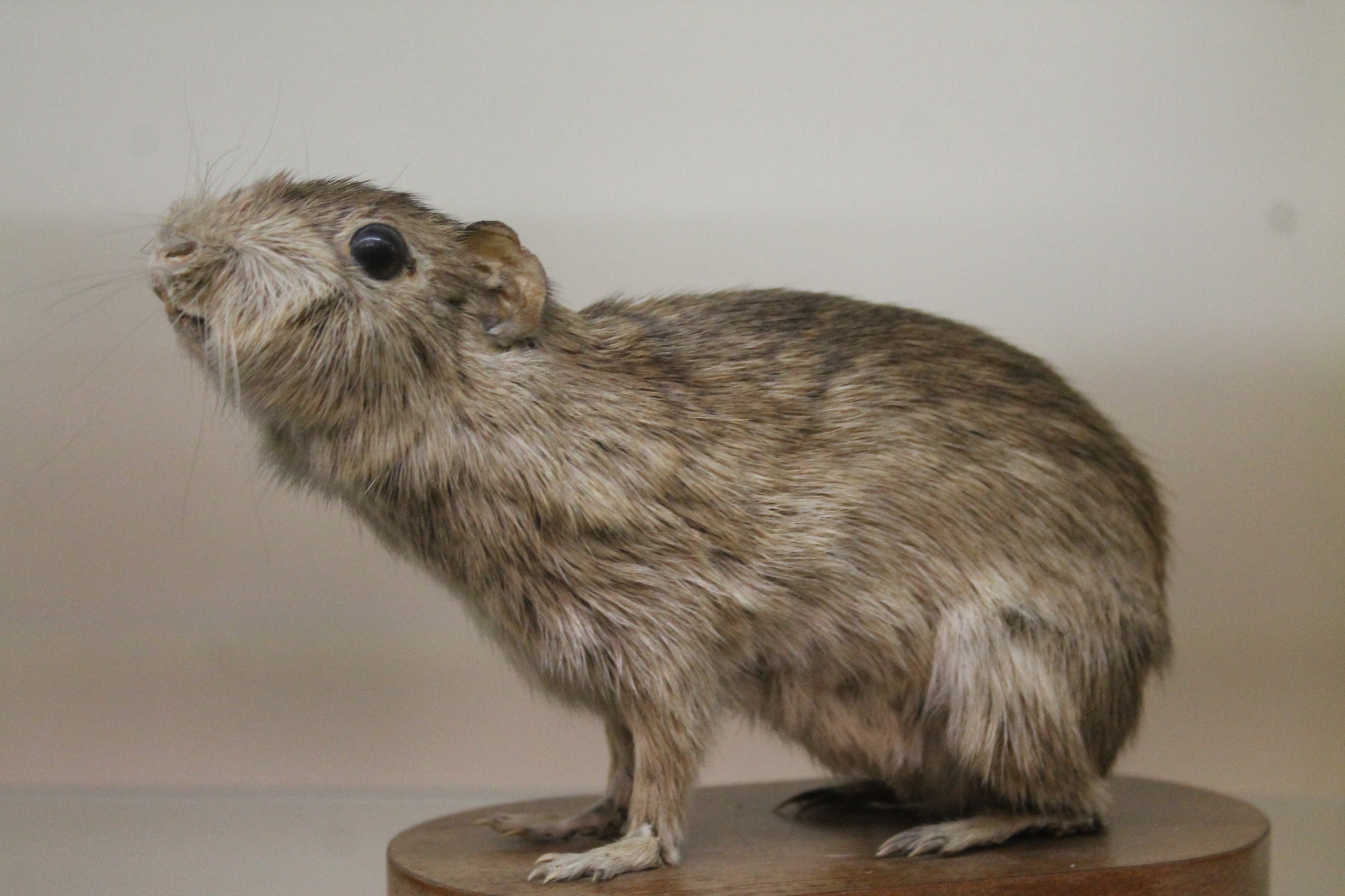 Spix's Yellow-toothed Cavy (Galea spixii), Otago Museum
