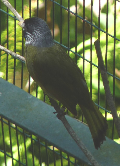 Spizixos semitorques