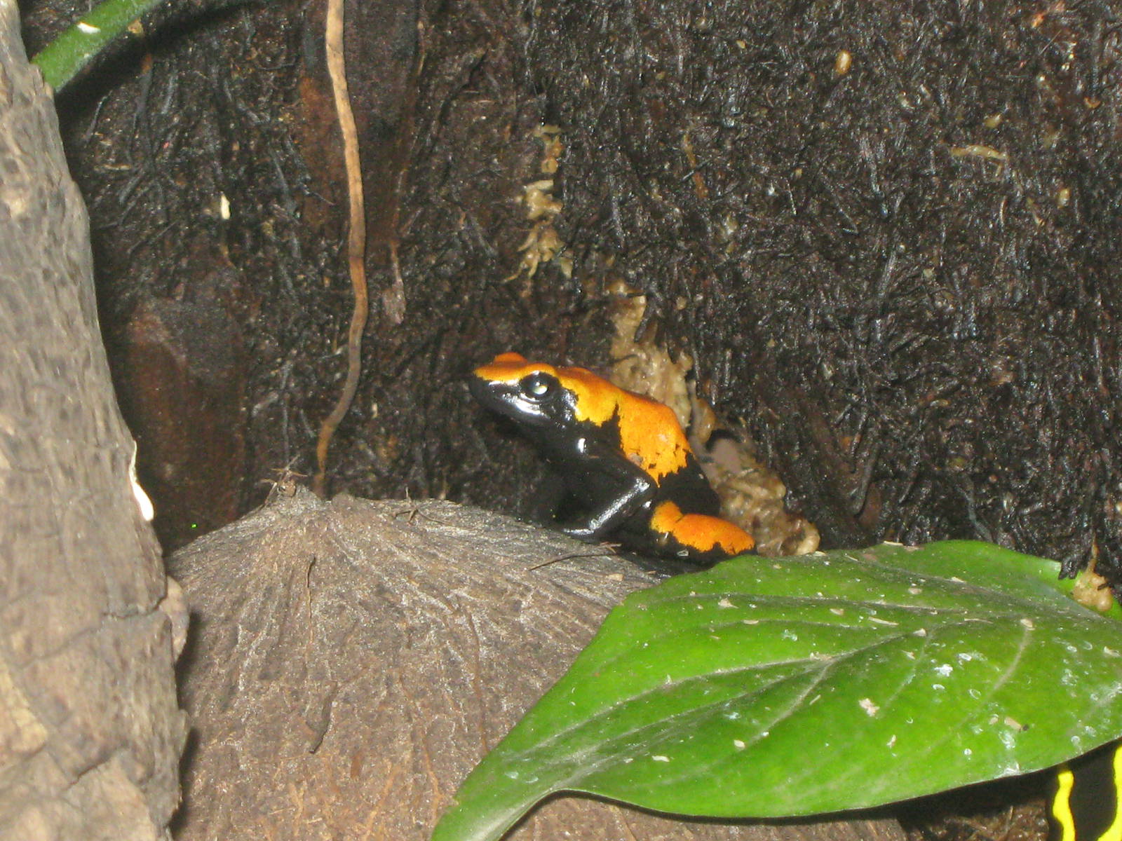 splash-back poison arrow frog (Dendrobates galactanotus)