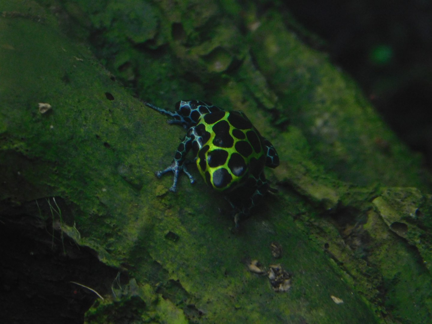 Splash-Back Poison Frog