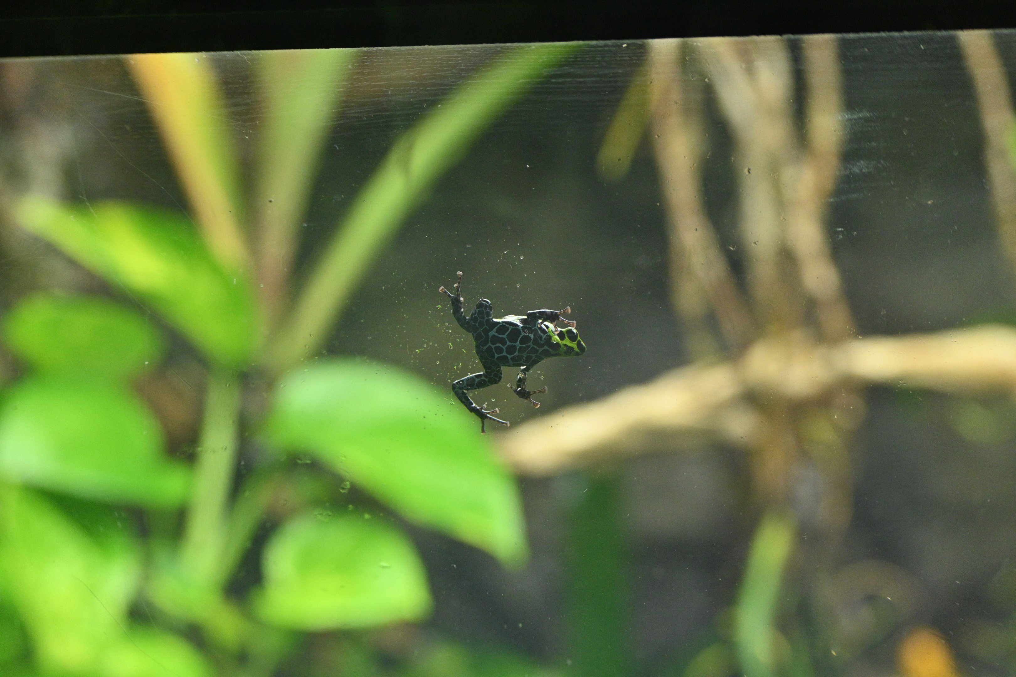 Splash Back Poison Frog