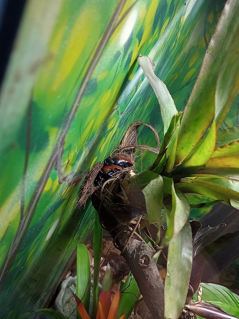 Splash backed Poison dart frog