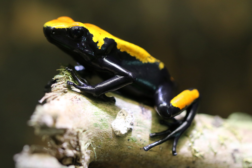 Splash-backed Poison Frog at Skansen-Akvariet 30th August 2016