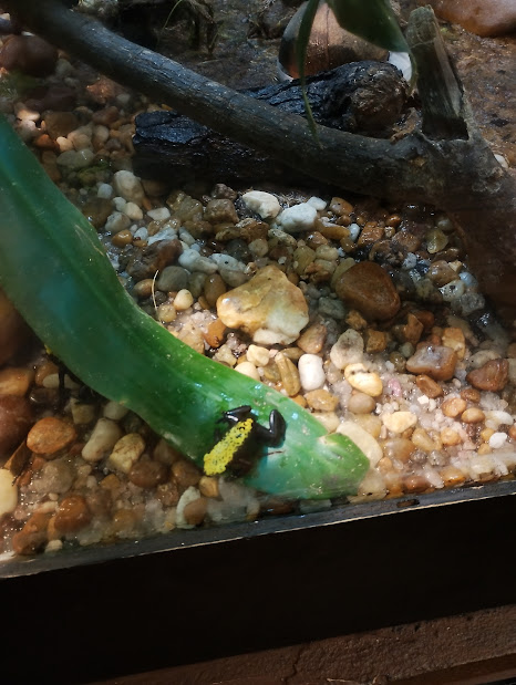 splash backed tree frog