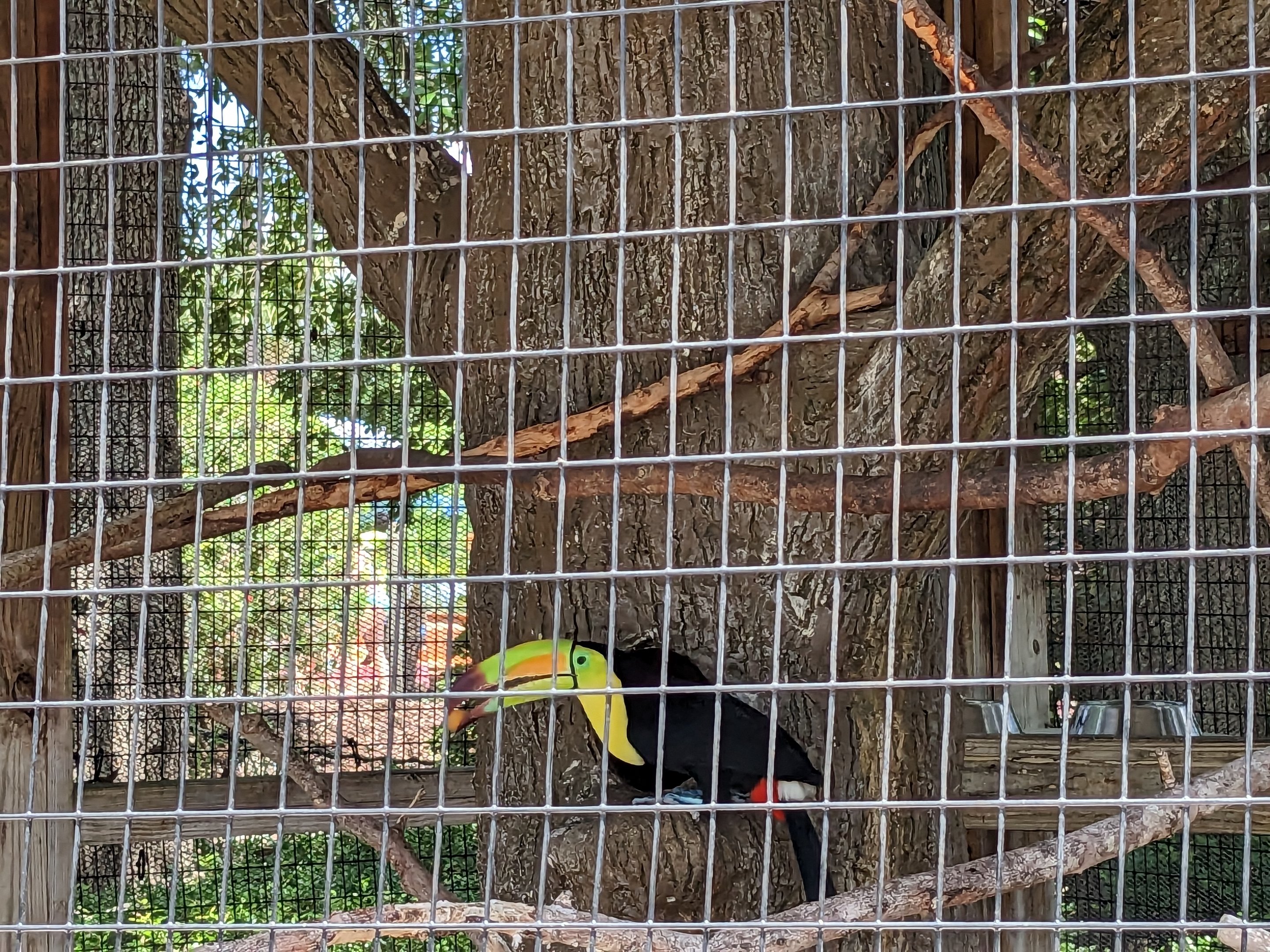 Splash Island - keel billed toucan