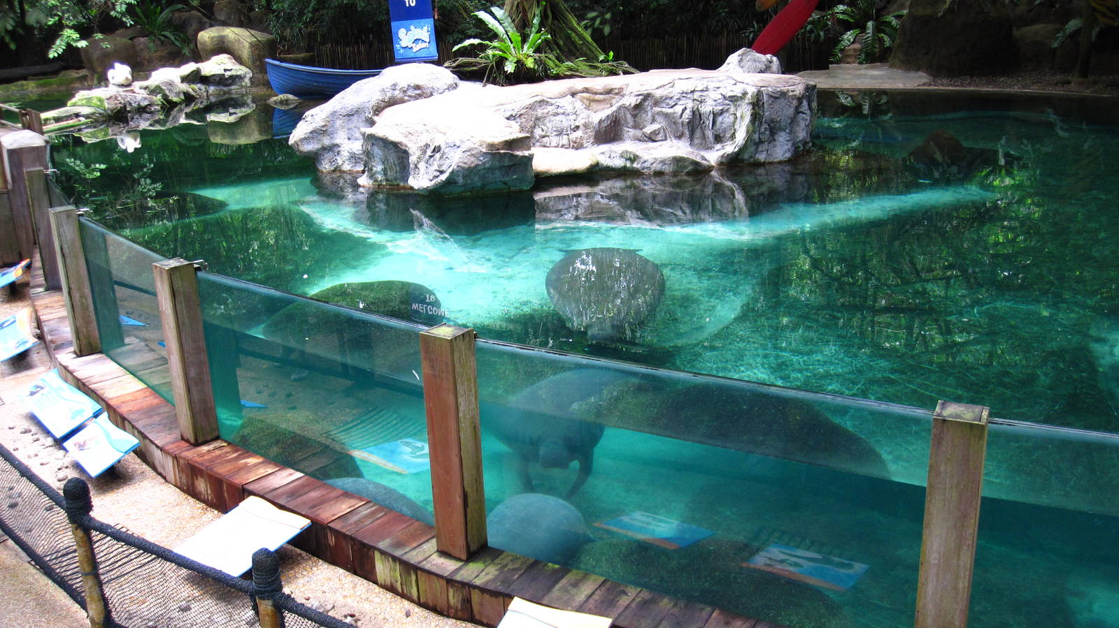 Splash Safari - Manatees