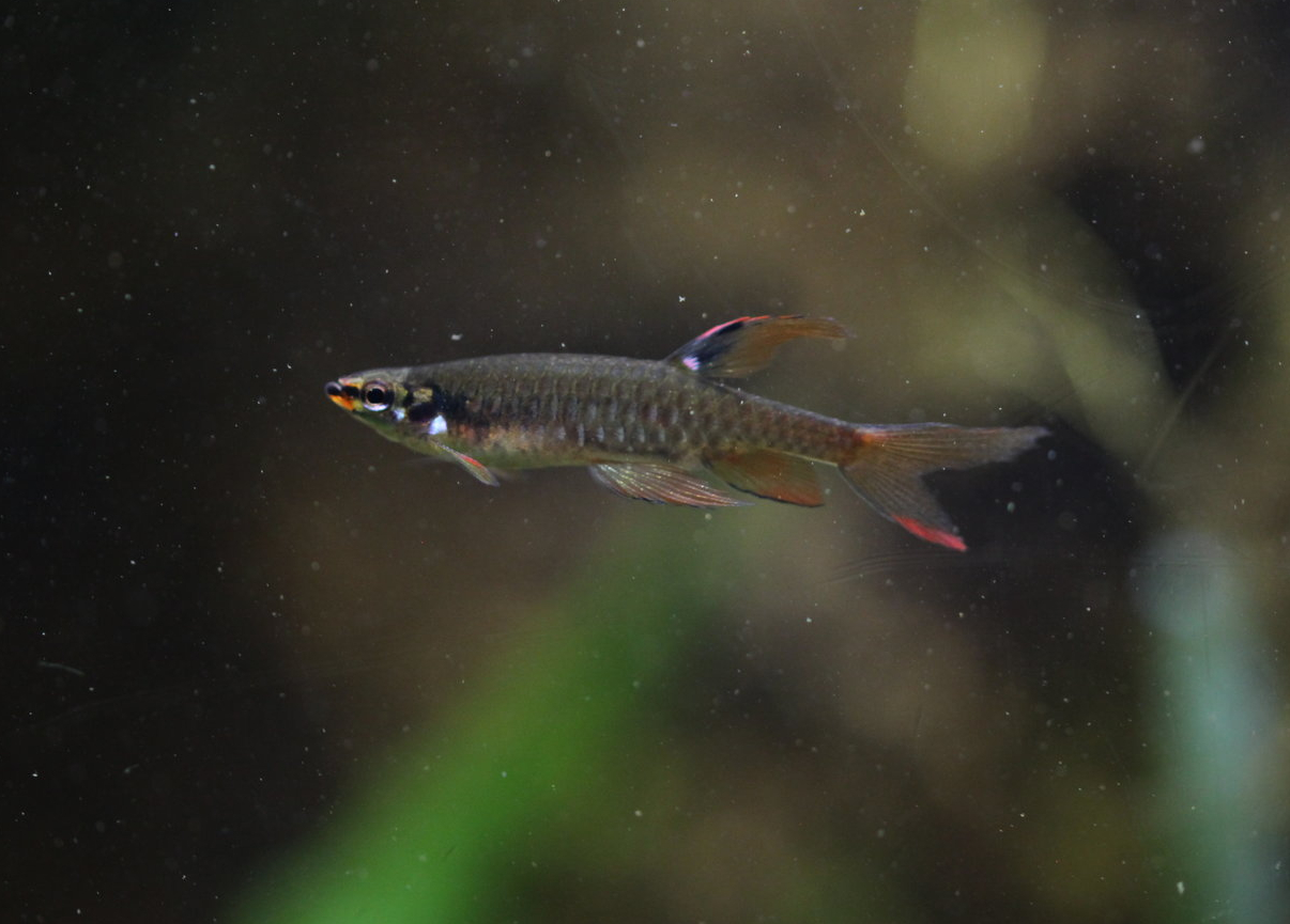 Splash tetra (Copella arnoldi)