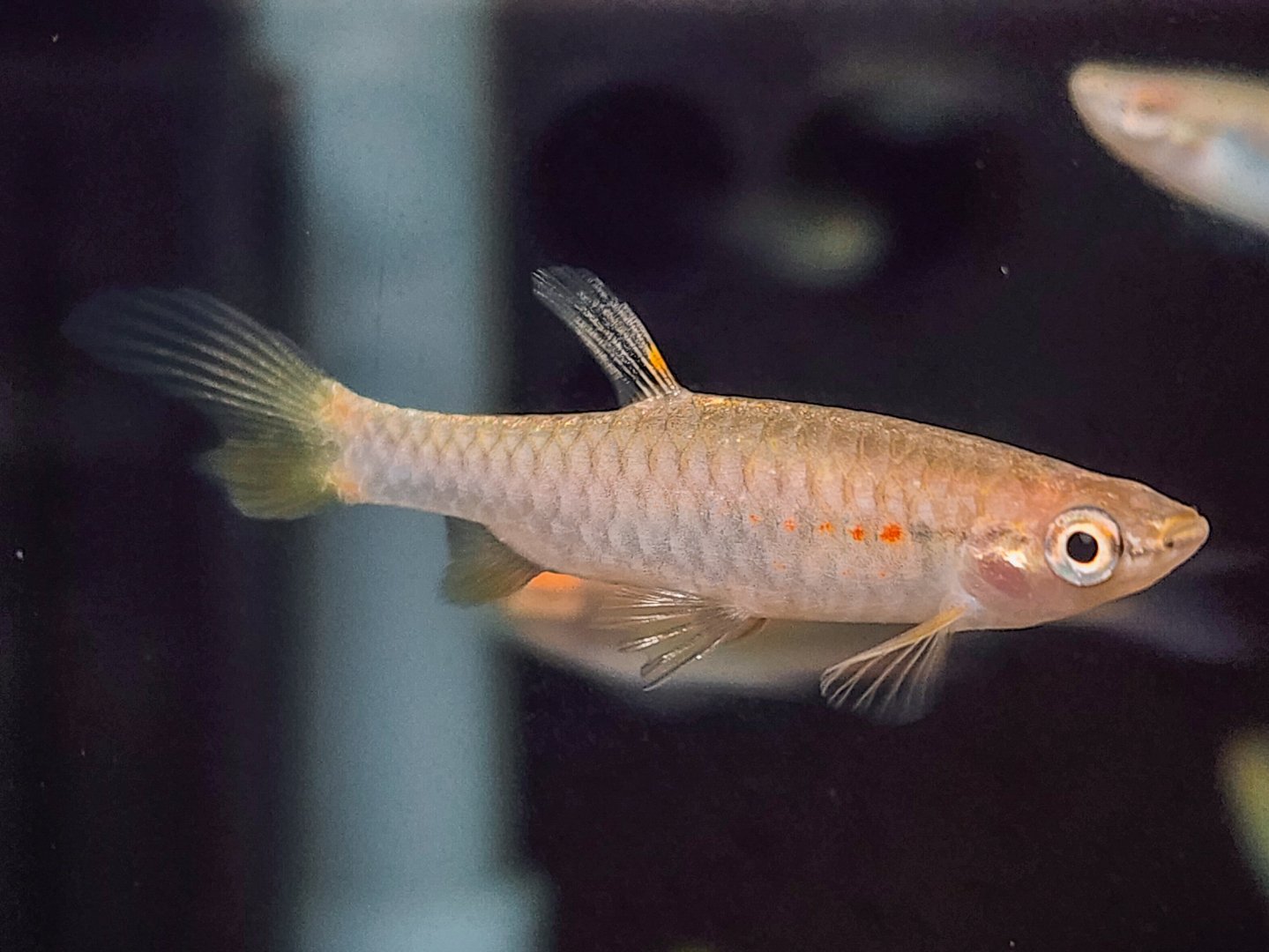 Splash Tetra (Pyrrhulina obermulleri)