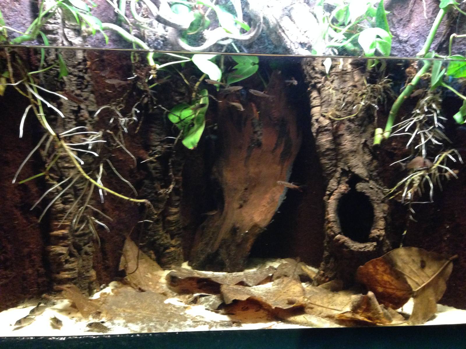 Splash Tetra Tank at Blue Planet Aquarium - 05/10/2013