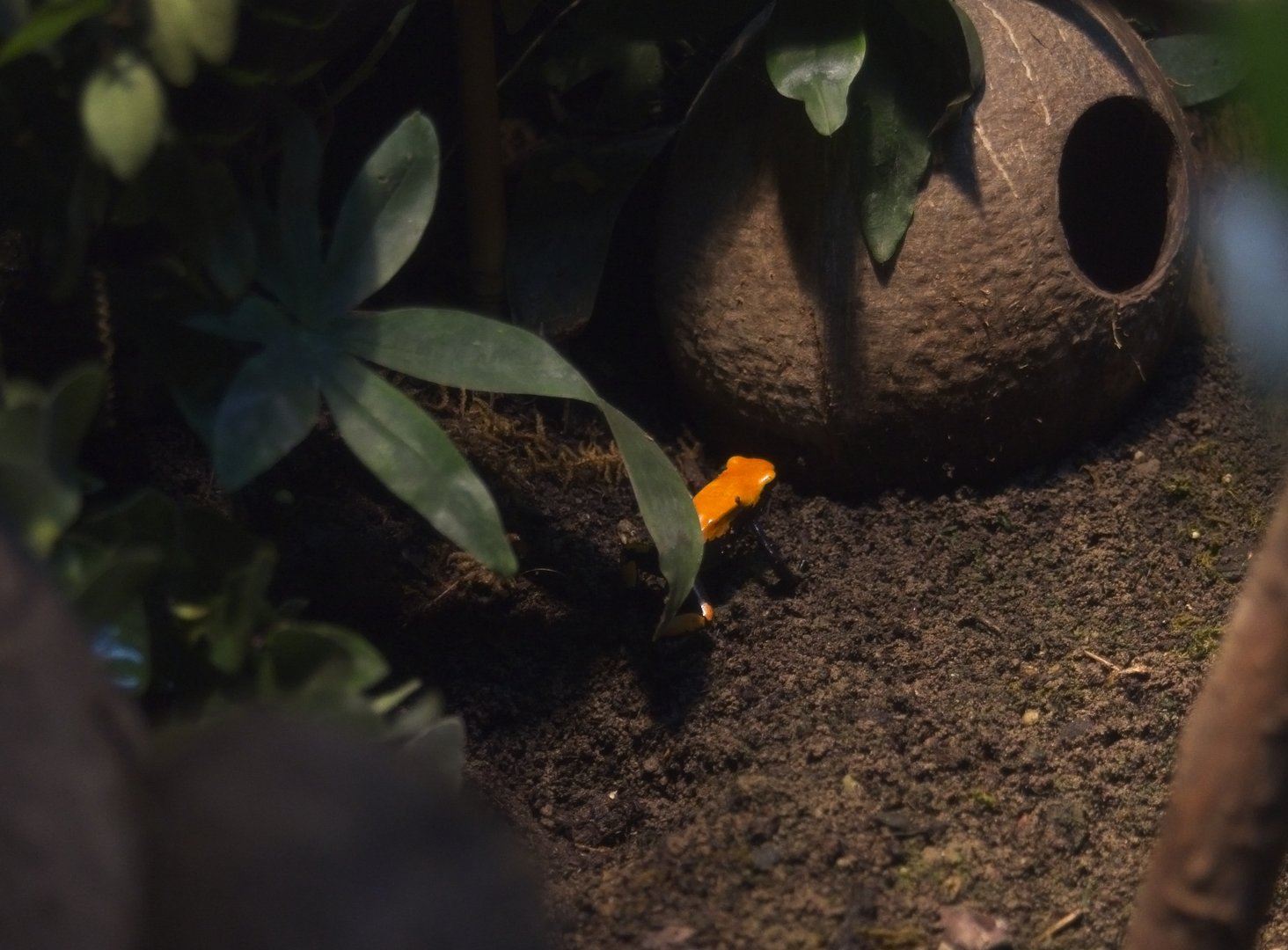 Splashback Dart Frog