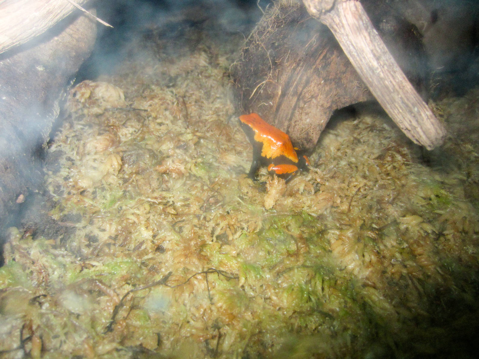 Splashback Poison-arrow Frog