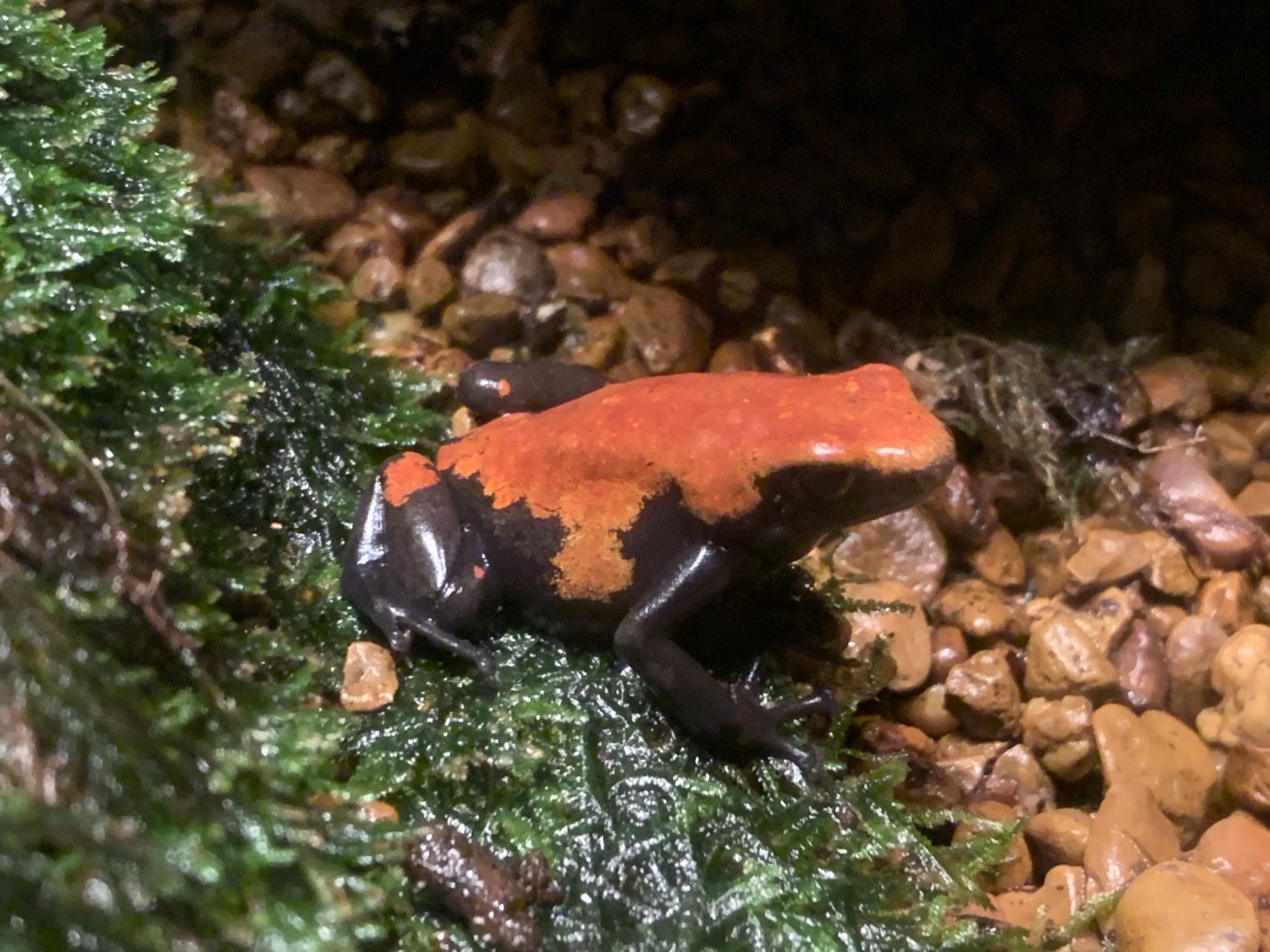 Splashback Poison Dart Frog (Adelphobates galactonotus)