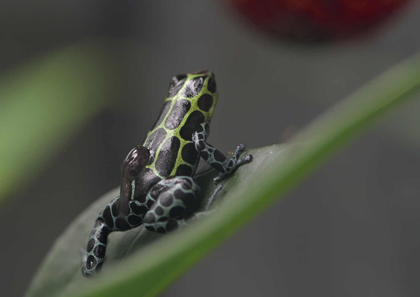 Splashback poison dart frog carrying a tadpole
