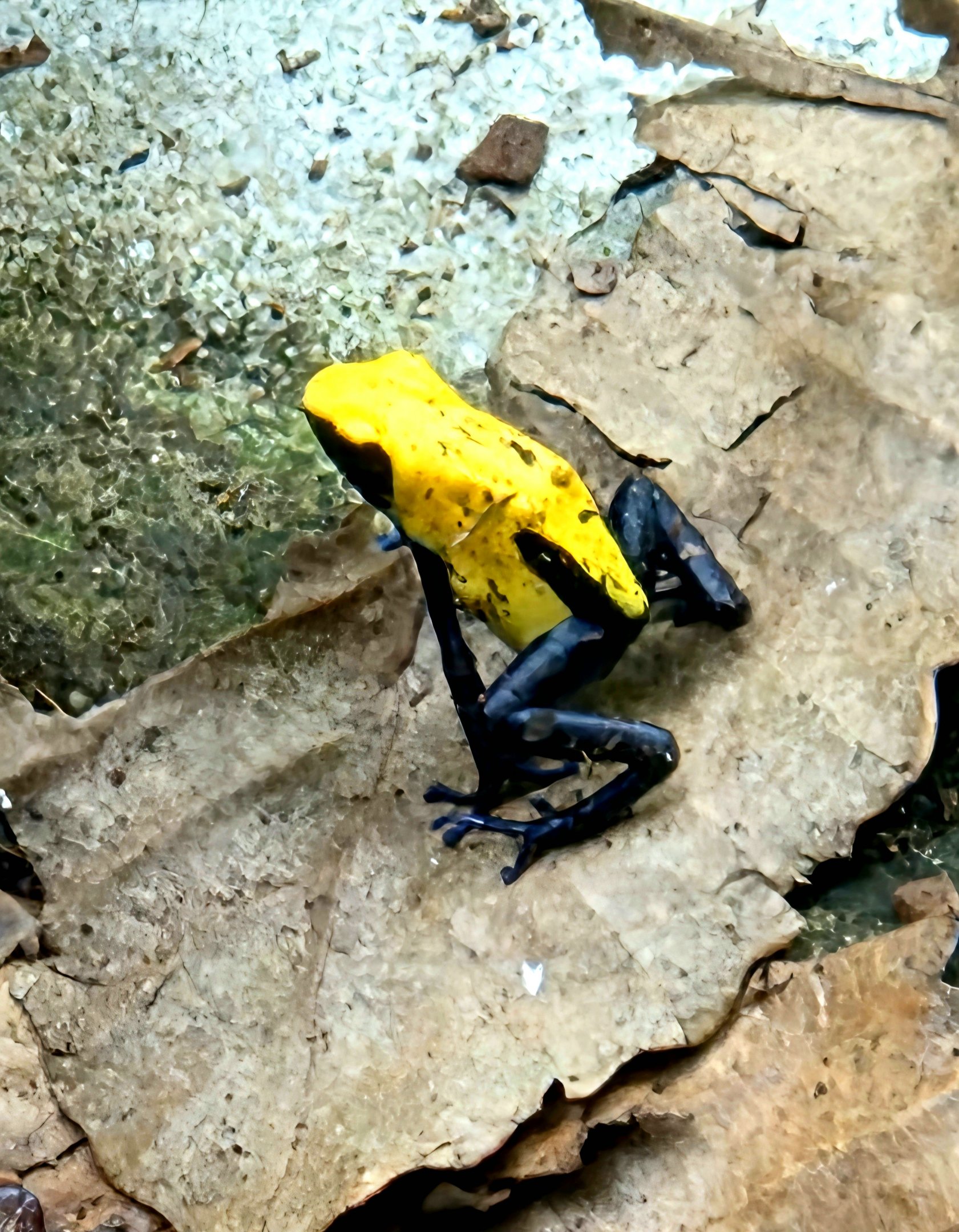 Splashback Poison Dart Frog - Riverbanks Zoo