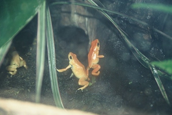 Splashback Poison Dart Frogs, Chester Zoo