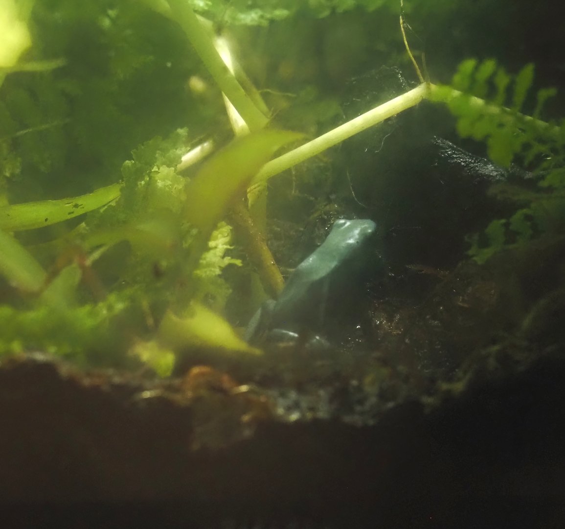 Splashback poison frog (Adelphobates galactonotus), 2025-07-21