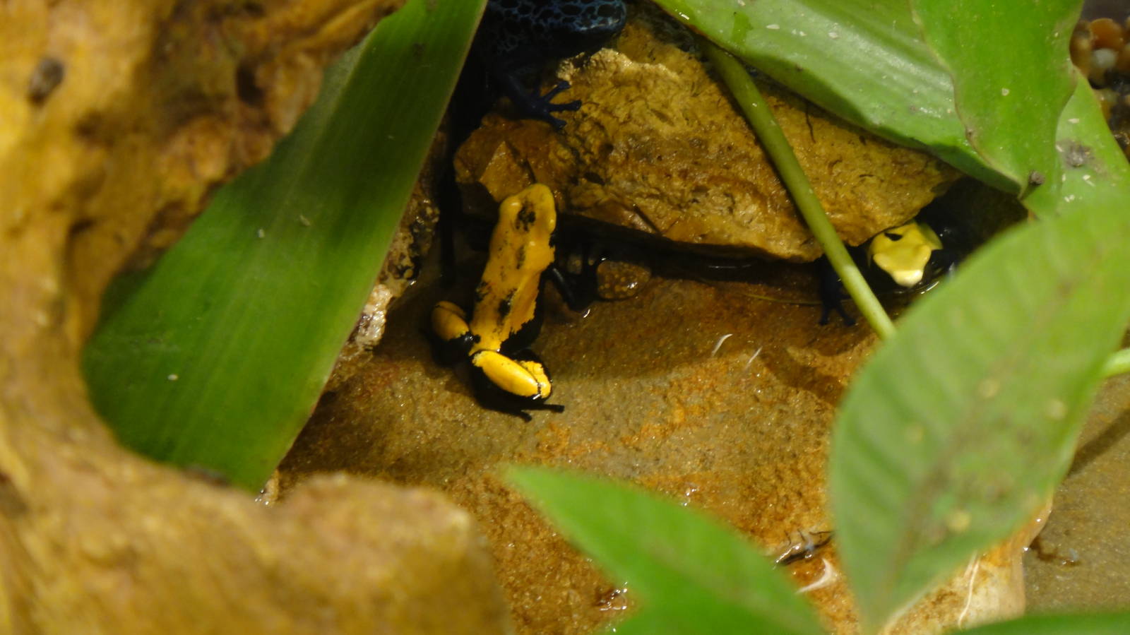 Splashback poison frog at Museum of life and science 2015-1-31
