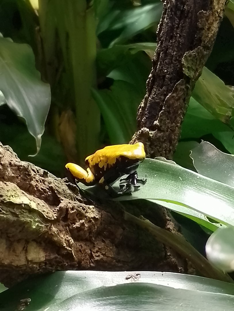 Splashback poison frog