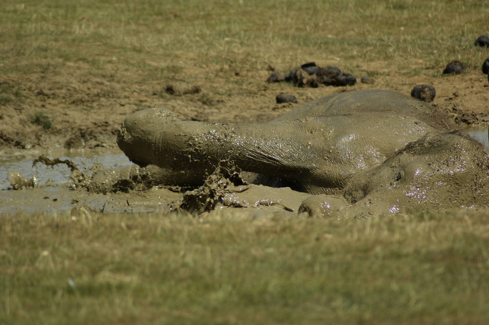 splashing about in the mud bath