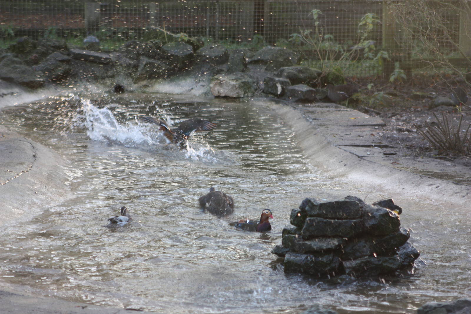 Splashing in the Walk-through Aviary, 29th December 2014