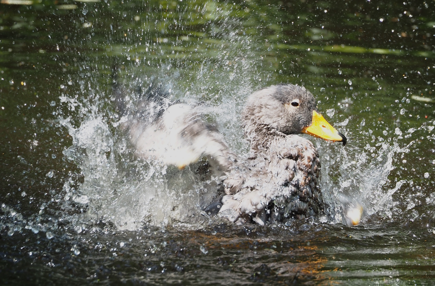 Splashing Magellanic steamer duck(Tachyeres pteneres), 2024-05-23