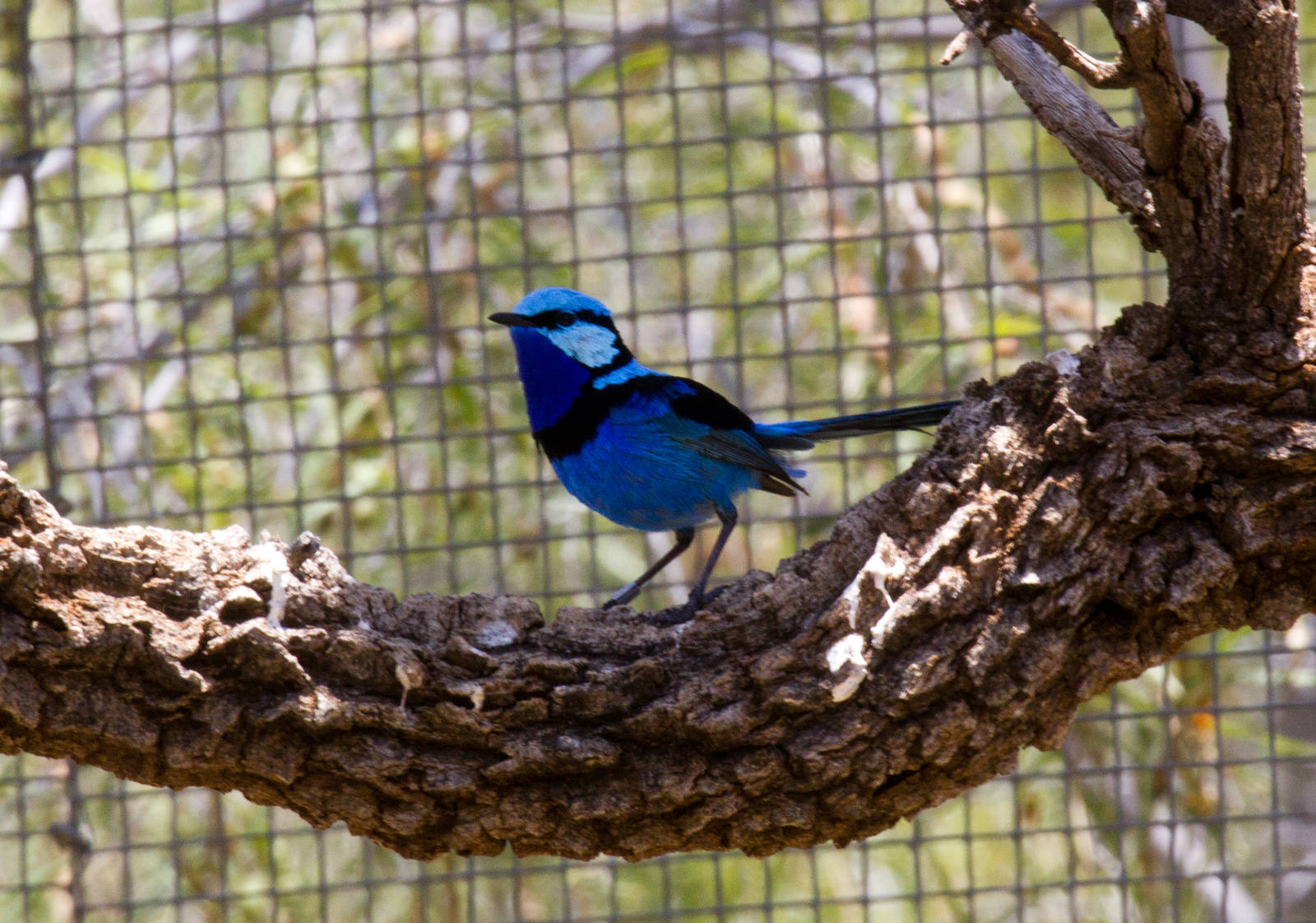 Splended Fairy Wren