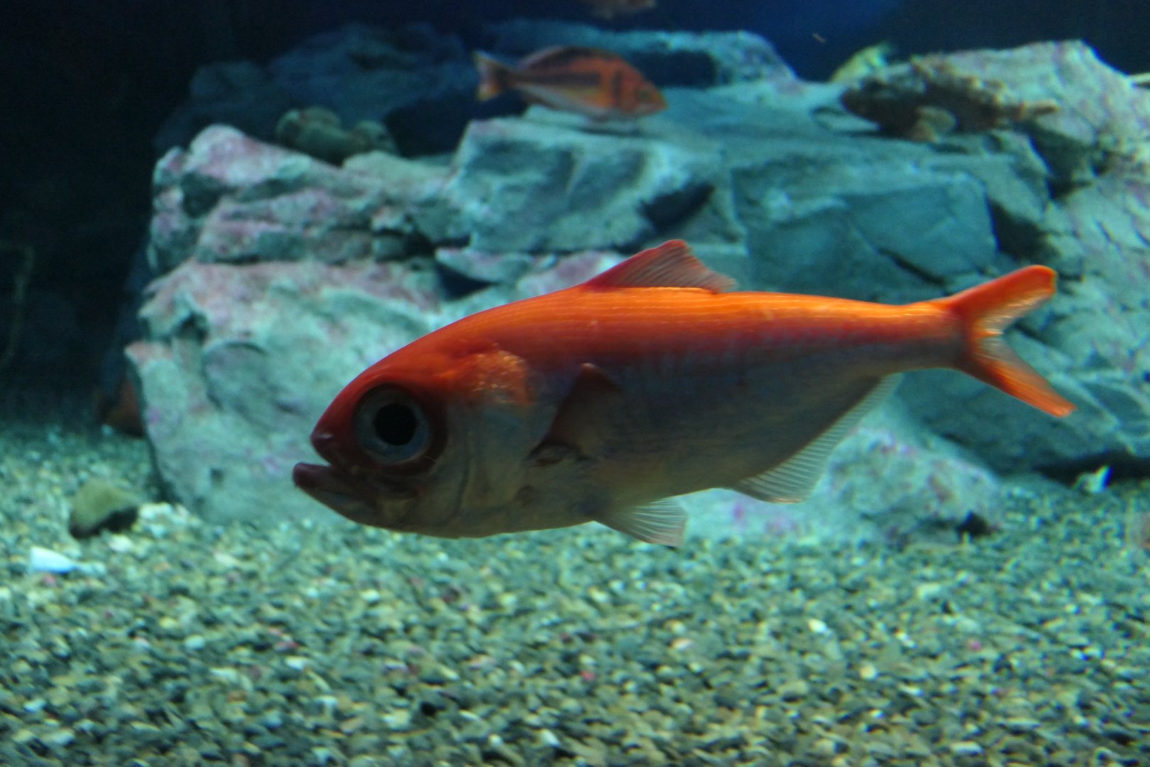 Splendid Alfonsino (Beryx splendens)